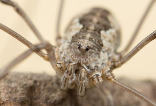 Réf. 254 889 : Phalangium opilio